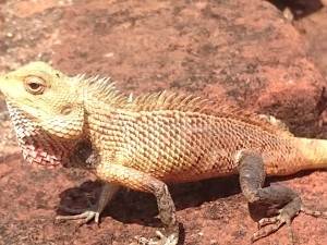 Rundreise in Sri Lanka