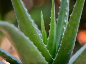 superfoods anti aging