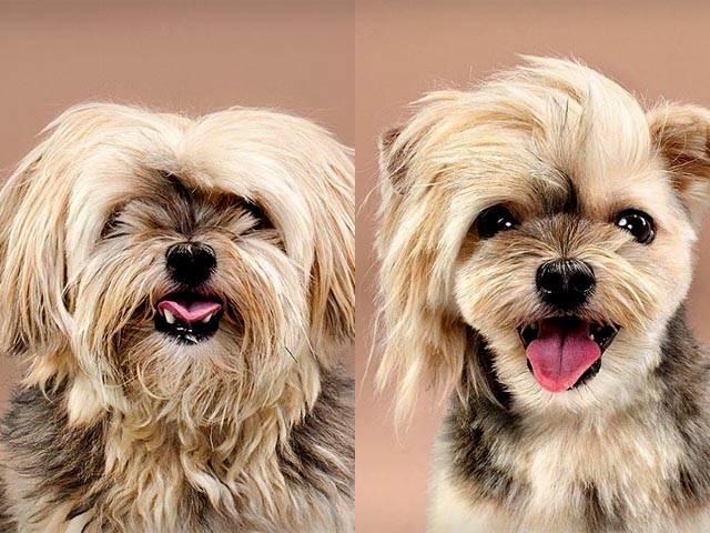 Grace Chon INstagram Hundefriseur Vorher Nachher Hunde