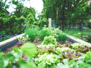 Urban Gardening