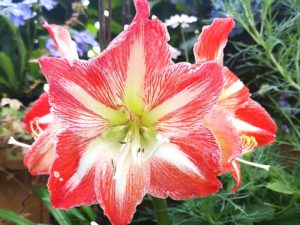 Gardens-by-the-bay-blüte