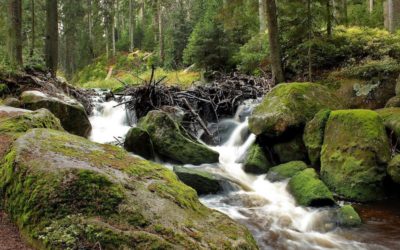 Reisepläne | Wie wäre es… mit dem Mühlviertel?