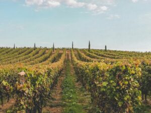 besten Weinregionen der welt