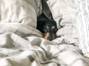 boxspringbetten