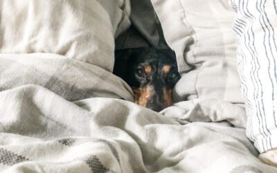 Boxspringbetten | Warum sie aus unseren Schlafzimmern nicht wegzudenken sind