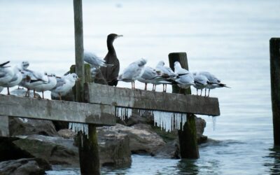 Bodensee im Winter | Die besten Tipps und Ausflugsziele